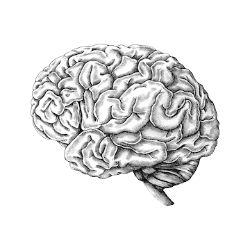 cerveau-humain-dessine-main_53876-15740-removebg-preview